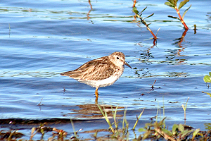 Least Sandpiper